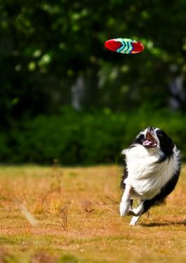 宠物玩具及食具测试服务